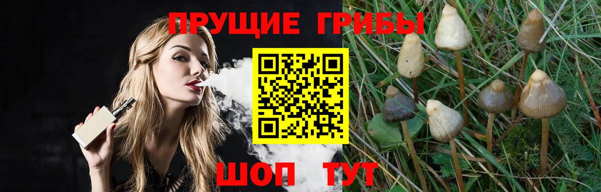 Псилоцибиновые грибы Cubensis Михайловка
